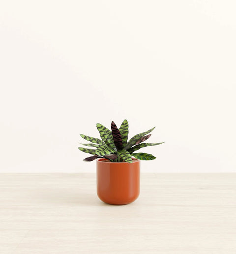 Calathea Rattlesnake