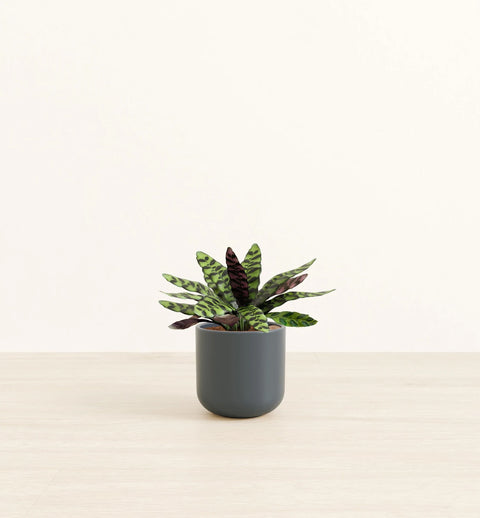 Calathea Rattlesnake