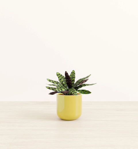 Calathea Rattlesnake
