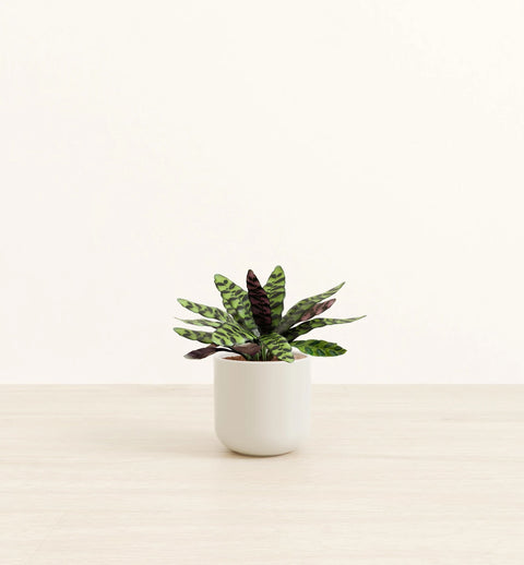Calathea Rattlesnake