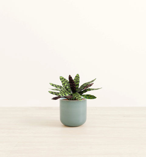 Calathea Rattlesnake