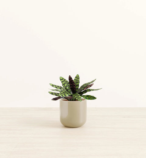 Calathea Rattlesnake