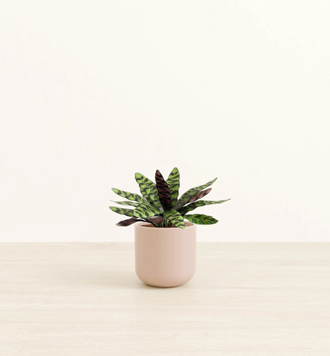 Calathea Rattlesnake