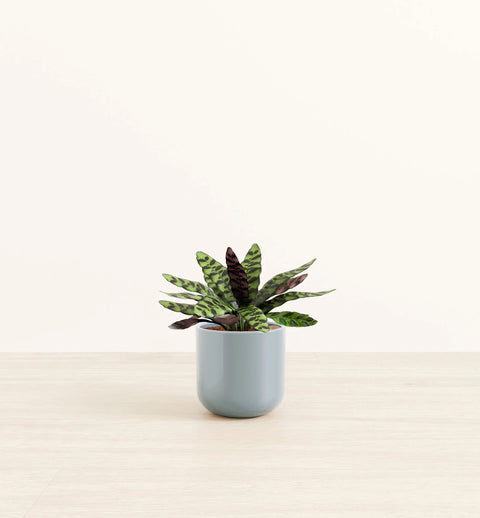 Calathea Rattlesnake