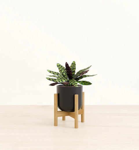 Calathea Rattlesnake