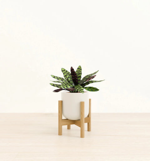 Calathea Rattlesnake