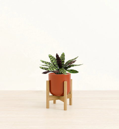 Calathea Rattlesnake