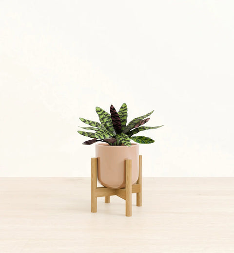 Calathea Rattlesnake
