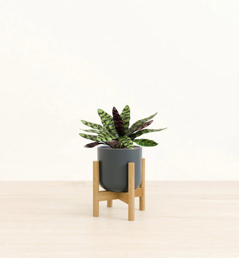 Calathea Rattlesnake