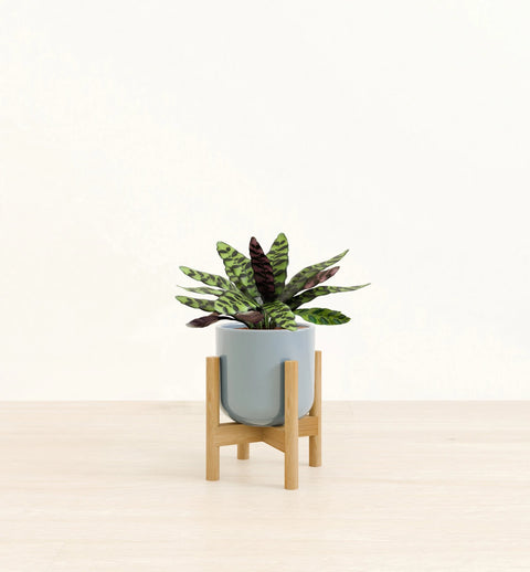 Calathea Rattlesnake
