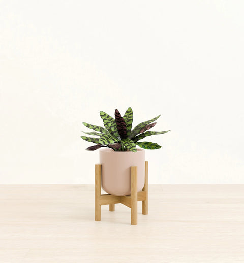 Calathea Rattlesnake