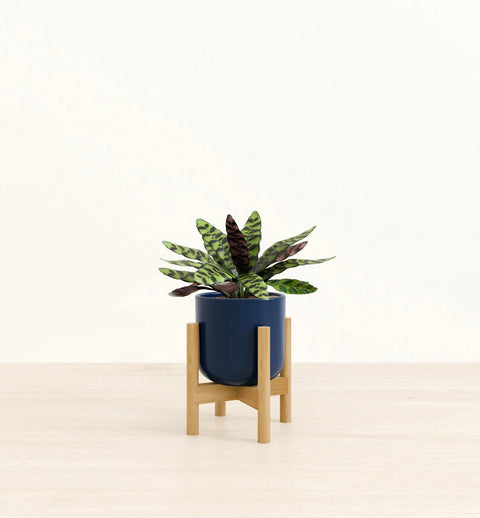 Calathea Rattlesnake