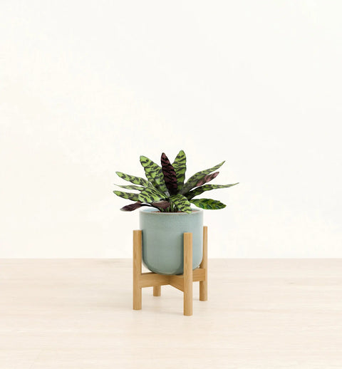 Calathea Rattlesnake