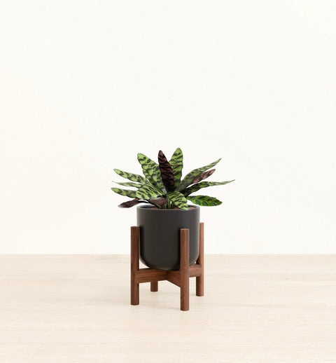 Calathea Rattlesnake