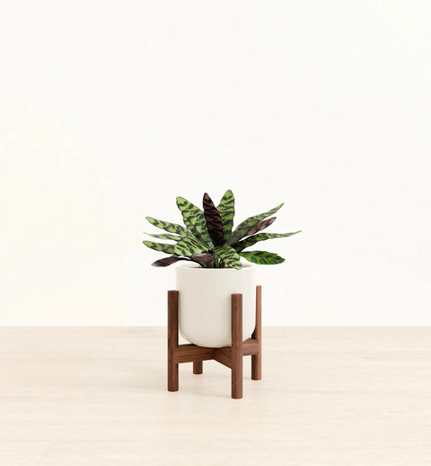Calathea Rattlesnake