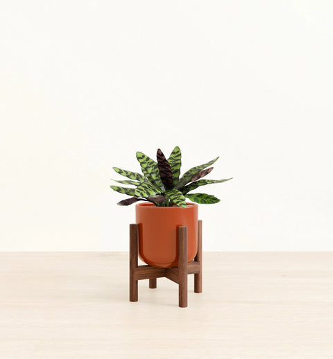 Calathea Rattlesnake