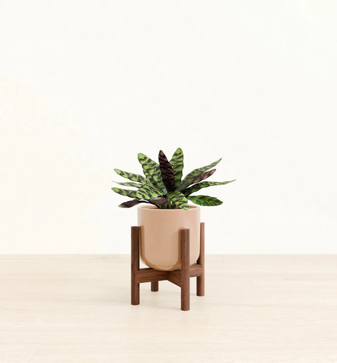 Calathea Rattlesnake