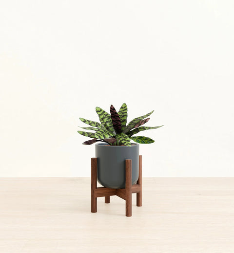 Calathea Rattlesnake