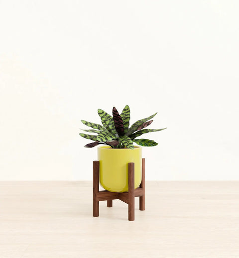 Calathea Rattlesnake