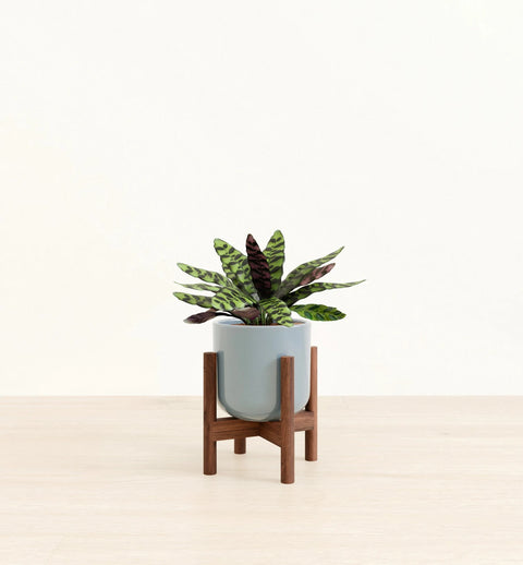 Calathea Rattlesnake