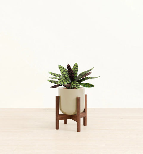 Calathea Rattlesnake