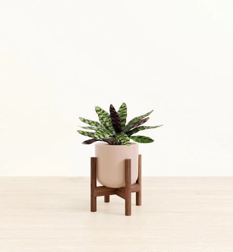 Calathea Rattlesnake