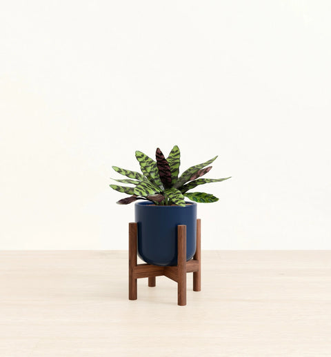 Calathea Rattlesnake