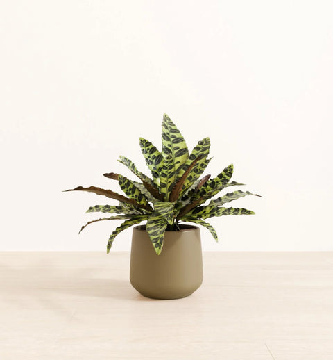 Calathea Rattlesnake