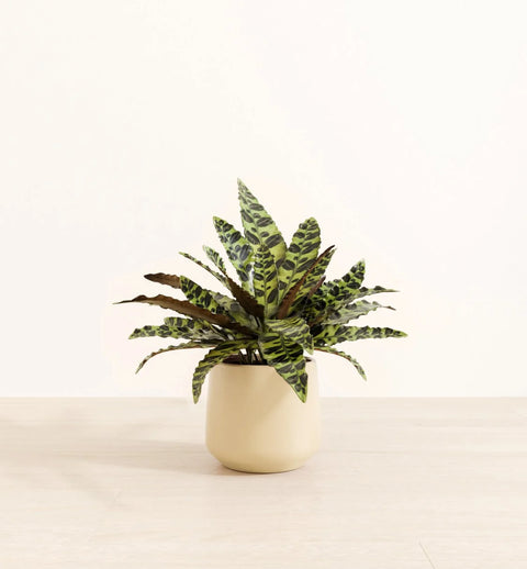 Calathea Rattlesnake