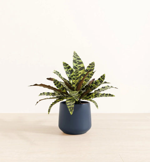 Calathea Rattlesnake