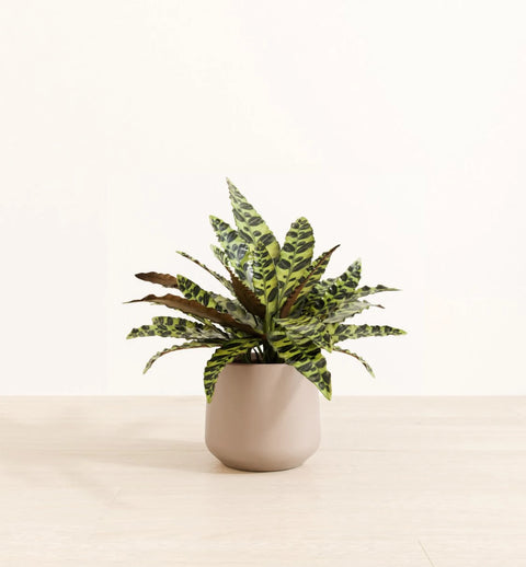 Calathea Rattlesnake