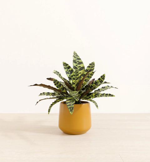 Calathea Rattlesnake