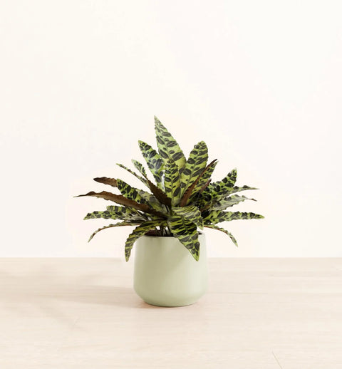 Calathea Rattlesnake