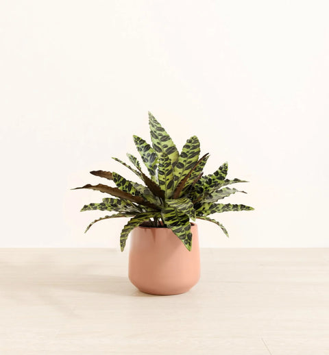 Calathea Rattlesnake