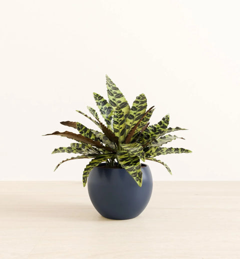 Calathea Rattlesnake
