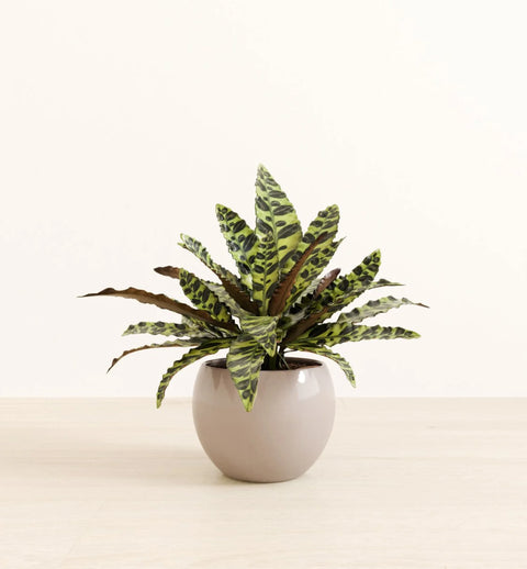Calathea Rattlesnake