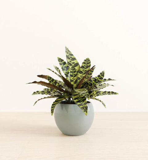 Calathea Rattlesnake