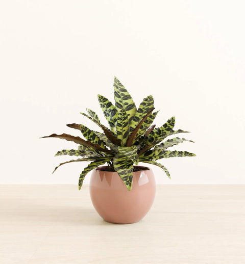 Calathea Rattlesnake