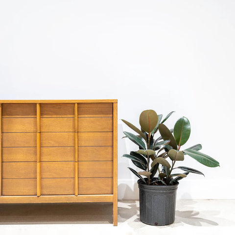 Rubber Plant