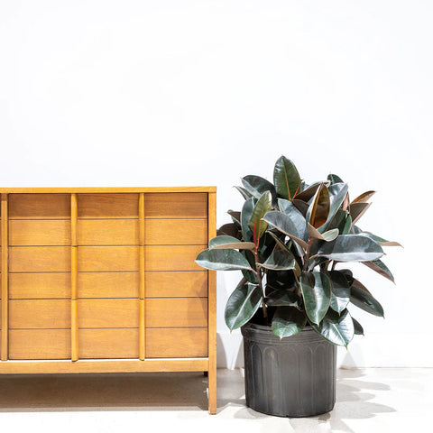 Rubber Plant