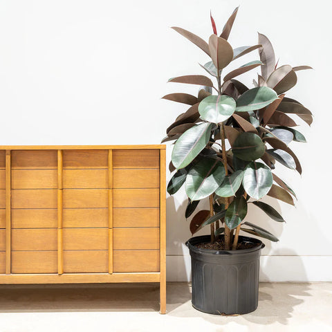 Rubber Plant