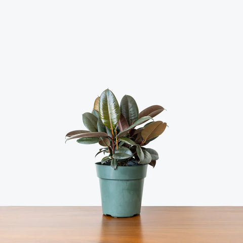 Rubber Plant