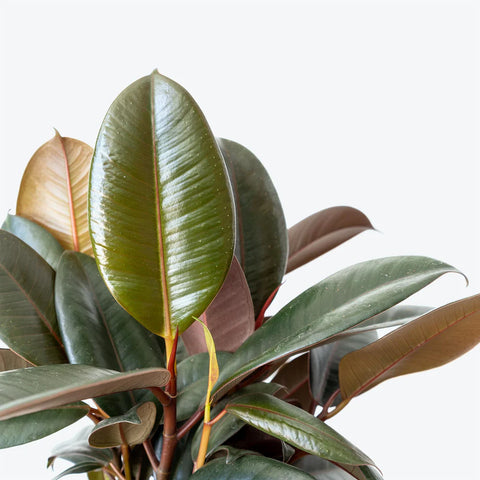 Rubber Plant
