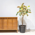 Ficus Elastica Tineke XL