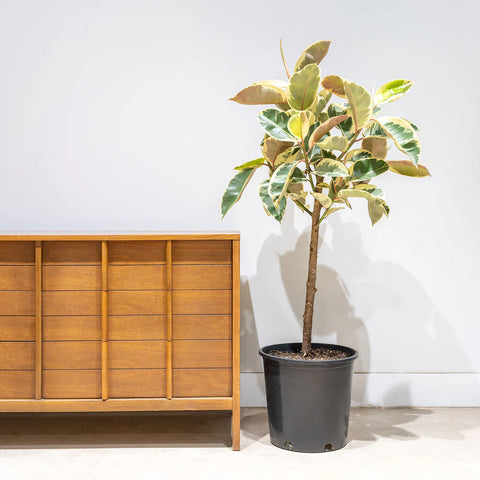 Ficus Elastica Tineke XL