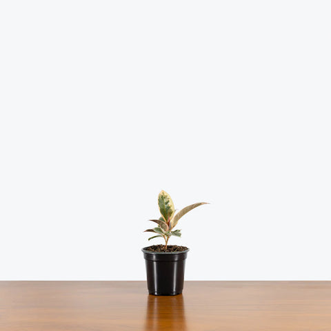 Ficus Elastica Tineke