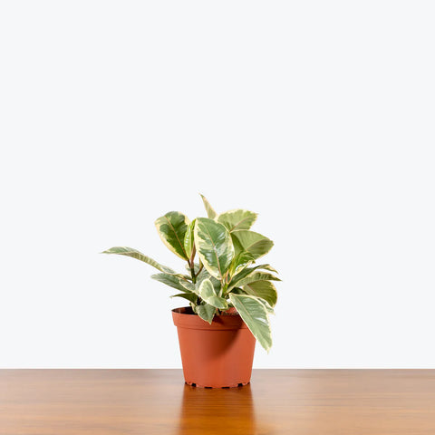 Ficus Elastica Tineke