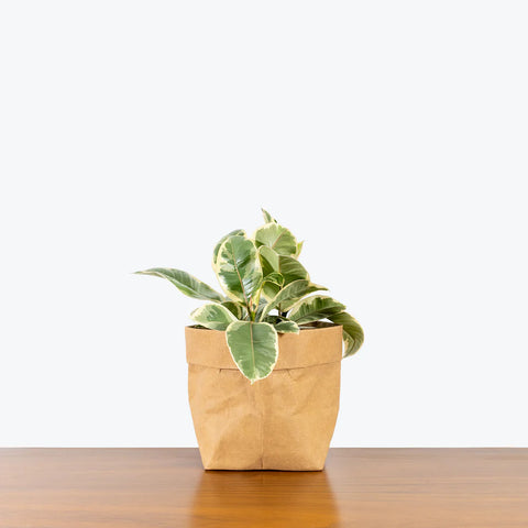 Ficus Elastica Tineke