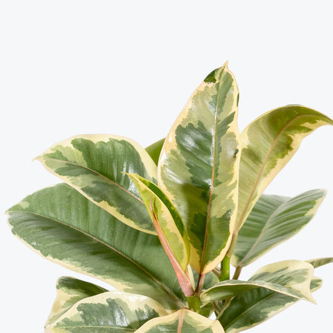 Ficus Elastica Tineke