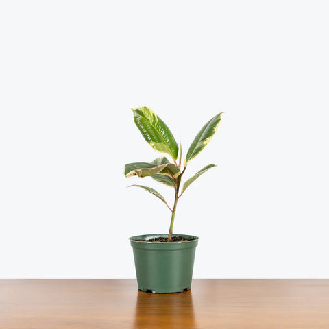 Ficus Elastica Tineke
